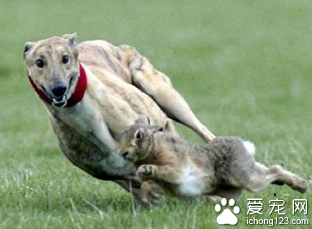 抓兔子的狗怕什么 格力犬是兔子的天敌