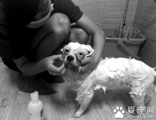 “上门洗狗”方便快捷 宠物美容师月薪过万