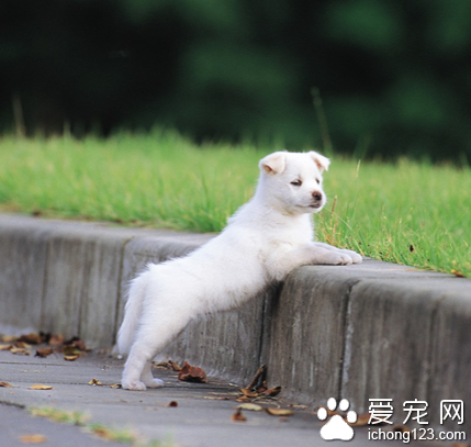 狗能看到哪几种颜色 狗不是色盲