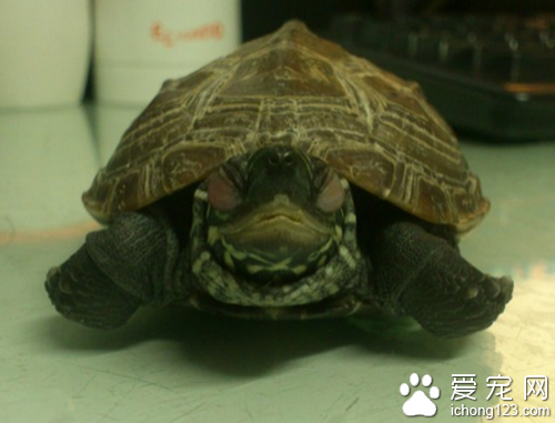 小乌龟眼睛睁不开 一般都是水质感染所致