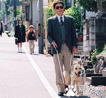今后长春宠物不可以乘坐轨道交通工具但导盲犬可以坐
