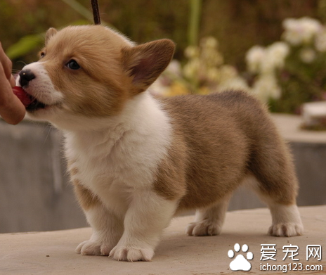想将宠物埋在小区里  遭邻居强烈反对