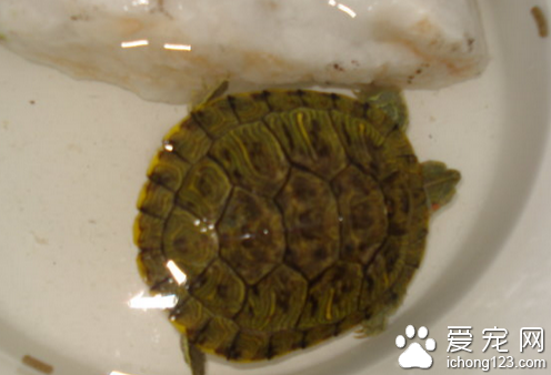乌龟洗澡  乌龟洗澡时的几个注意事项