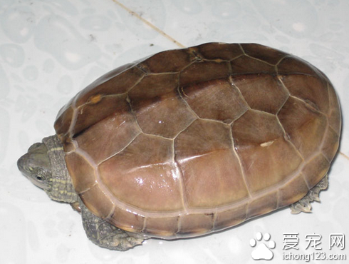 小龟白眼病 白眼病是乌龟最常见的病了