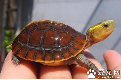 观赏龟种类 观赏龟是目前很热门的宠物