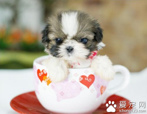 茶杯贵宾多少钱 选购茶杯贵宾的正确方法