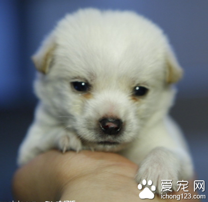 小狗能吃狗咬胶吗 最好是不要吃