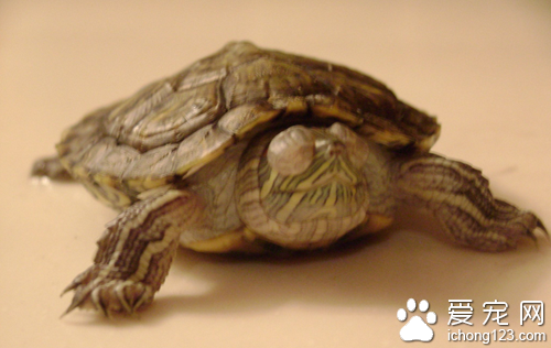 乌龟白眼病怎么办  正确治疗乌龟白眼病