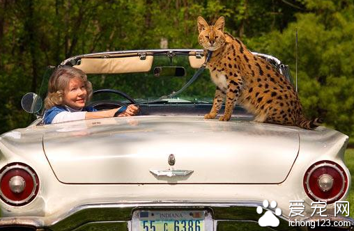 很多美国的普通家庭饲养“另类”凶猛宠物