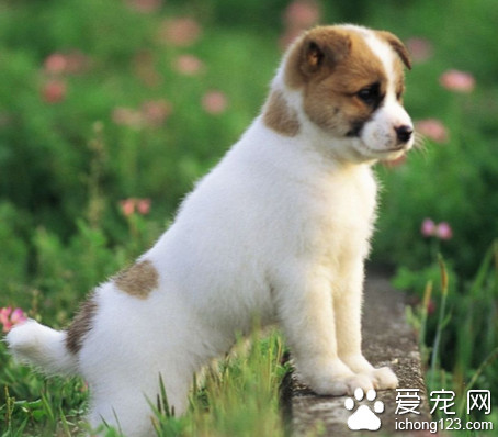 狗能吃鱼肝油吗 注意不能过量