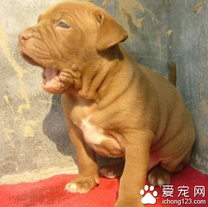 比特狗害怕什么 该犬有顽强的意志