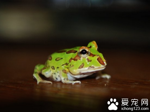 角蛙吃什么 饲养简单比较喜欢吃小杂鱼