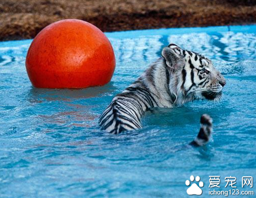 很多美国的普通家庭饲养“另类”凶猛宠物