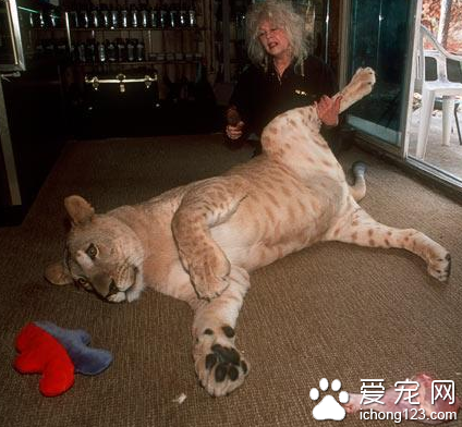 很多美国的普通家庭饲养“另类”凶猛宠物