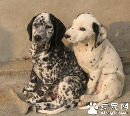 斑点狗怕冷 做好保暖御寒工作