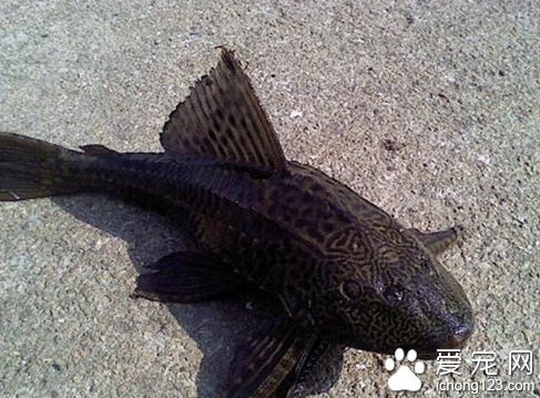 清道夫价格 教大家如何正确选购清道夫