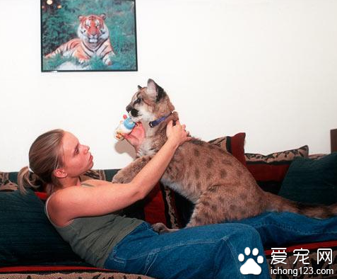 很多美国的普通家庭饲养“另类”凶猛宠物