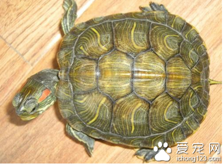 乌龟饲养 饲养简单很适合新手去饲养