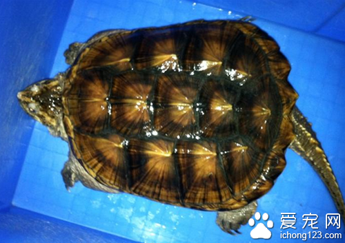 鳄鱼龟养殖技术 养殖鳄鱼龟不是很难