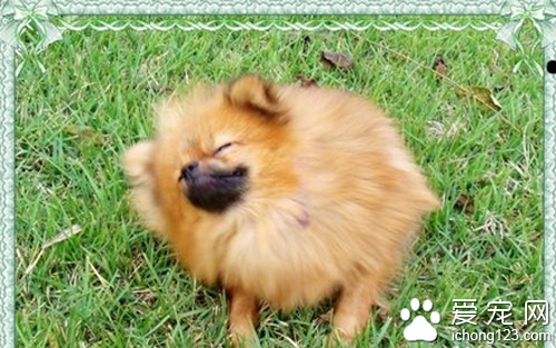 俊介是什么狗  其实就是博美犬的一种