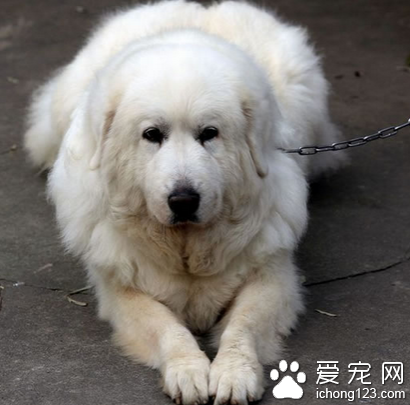 大白熊犬多重 该犬体型比较大