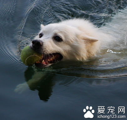 养宠物不只是您的私事 不要干扰别人的生活