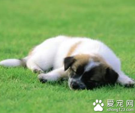 狗狗驱虫后拉稀带血 严重的情况需要就医