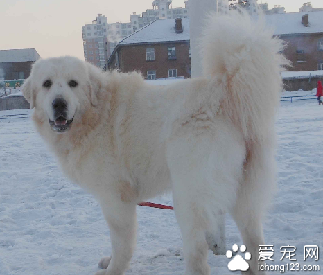 大白熊一般多少钱 该犬赛级犬价格比较贵