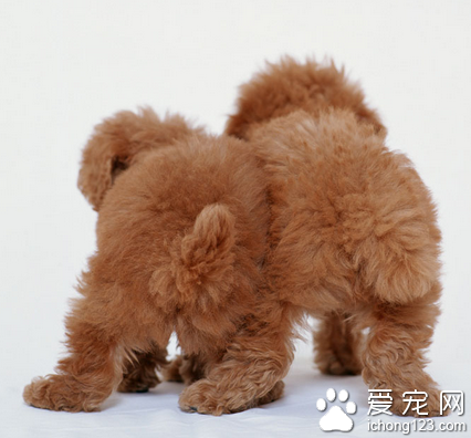 宠物多了易成“患”  居民生活受到很大影响