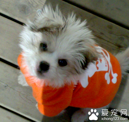 小狗一天没拉屎怎么办 治疗便秘方法