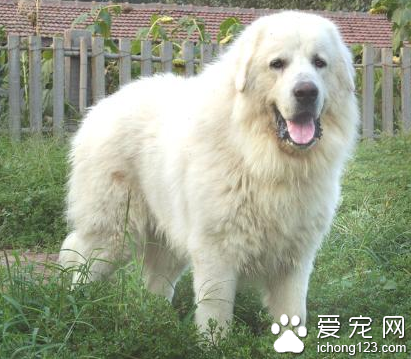 大白熊犬凶猛吗 与人亲密护主心强烈