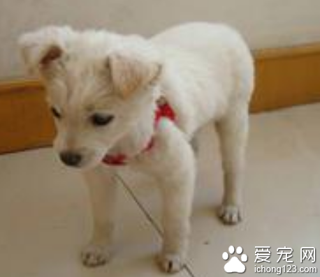 两个月小狗一天没拉屎 导致便秘的原因