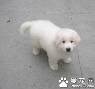 大白熊犬听话吗 从小引导训练它们