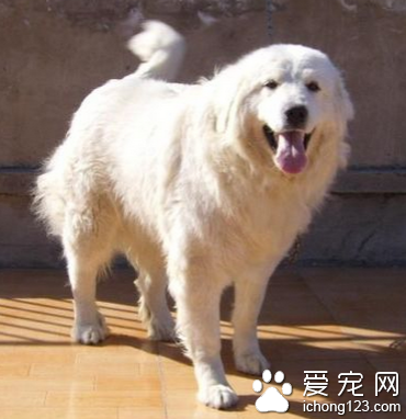 大白熊多少钱一只 个体之间存在差别