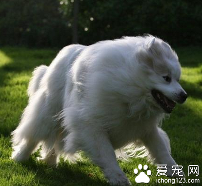 大白熊厉害吗 属于力量型的犬种
