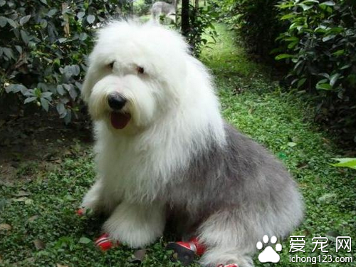 古牧智商 古牧的智商排在第六十三位