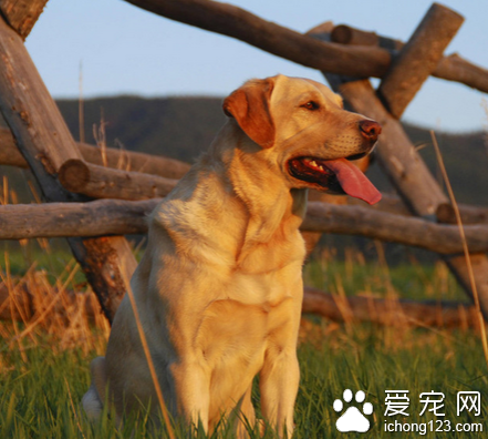 法国每只宠物犬都有档案  给狗狗带来了更多的约束