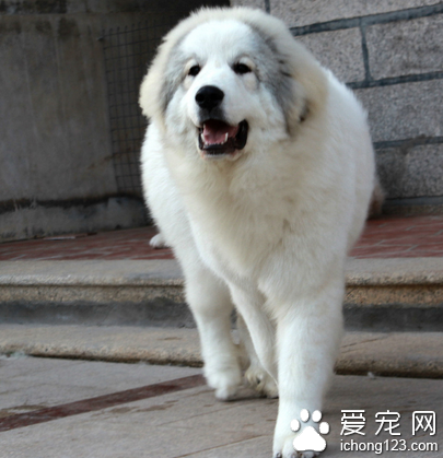 大白熊多少钱 区域不同价格不同