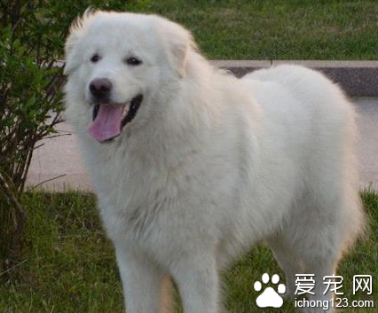 大白熊咬人吗 不要轻易去挑衅它们