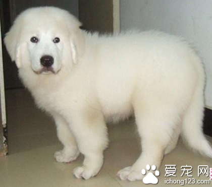 雪獒和大白熊的区别 是完全不同的犬种