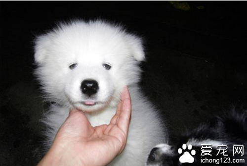 狗瘟早期 狗瘟早期主要有咳嗽呕吐症状