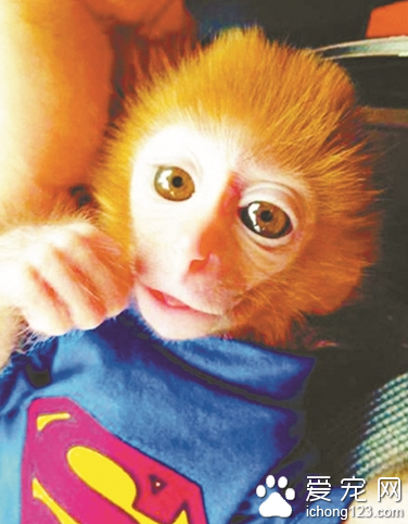 家庭饲养宠物猴是违法的 数量多者将判刑