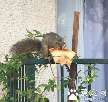 原来你也喜欢吃锅饼