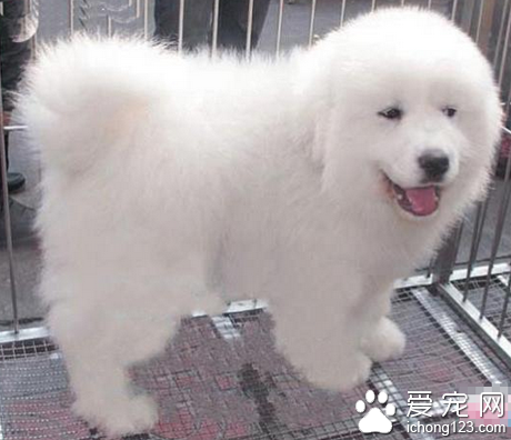 大白熊犬特点 身型非常的优美漂亮