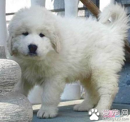 大白熊大概多少钱 该犬的饲养技巧