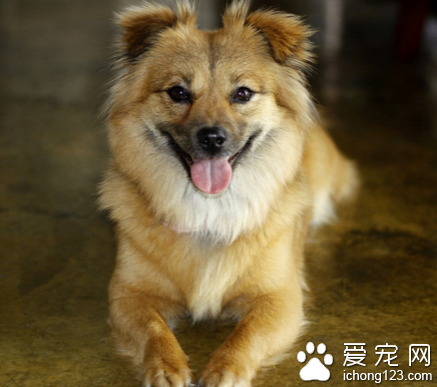 哈尔滨道外宠物市场发生火灾 火势蔓延严重