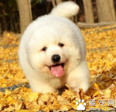 大白熊幼崽多少钱 如何挑选大白熊幼犬