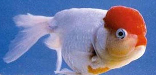 玫瑰红虎头龙睛