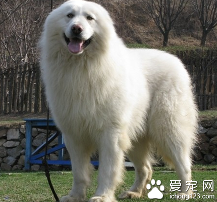 大白熊犬智商排名 该犬拥有强大的力量