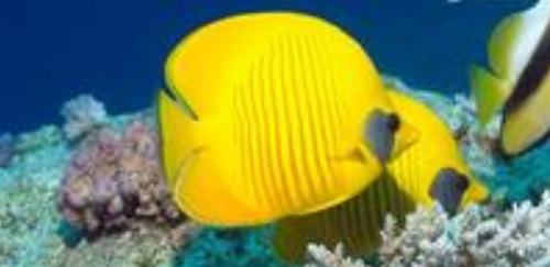 黄色蝴蝶鱼